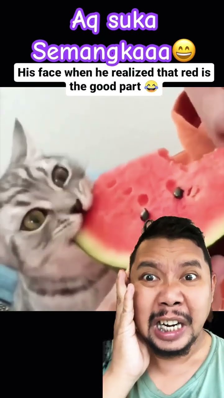 KUCING JUGA SUKA SEMANGKA!!!? #cat #watermelon #pets #funny #cute #shortsfeed