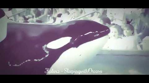 Deaceased Orca MEP - Kalina - [ part 3 for ShamuMiracles56 ]