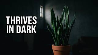 Can Plants Grow in Zero Sunlight Yes, These 10 Do