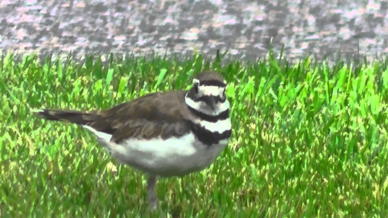 Killdeer YouTube