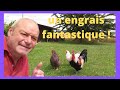 Lengrais caca de poule vous connaissez 