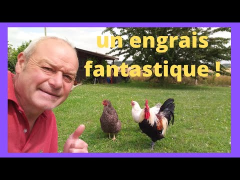 Vidéo: Nourrir Le Chou Avec Des Crottes De Poulet : Pouvez-vous Le Nourrir à L'extérieur ? Comment Arroser Dans Une Serre ? Comment Faire De L'engrais Pour Semis ?