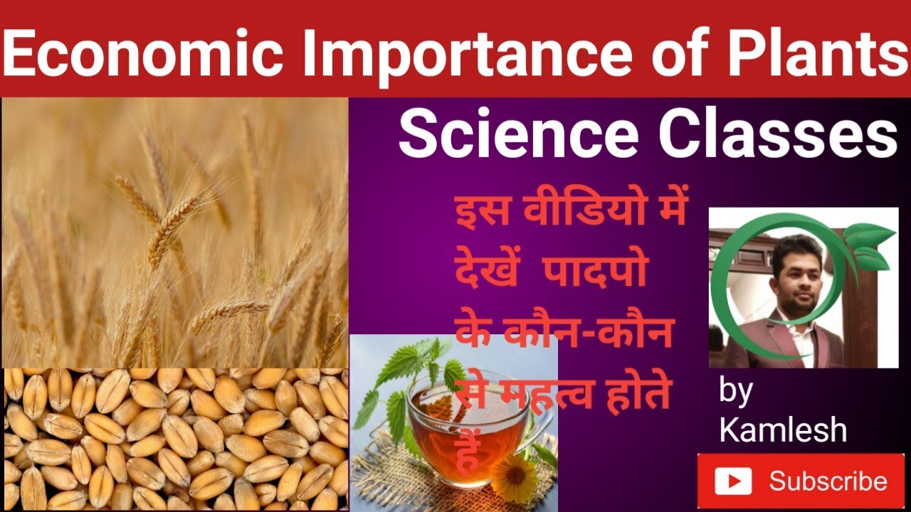 Economic importance of plants YouTube