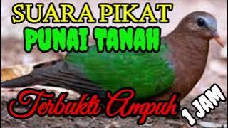 Suara Pikat Punai Tanah || 1 Jam Nonstop Terbukti Ampuh