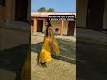 🙂 #likeandsubscribe #love #song #shorts #shortvideo #shortsfeed #lifeisbutadream