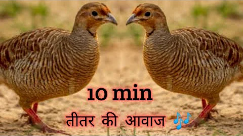 10 Min teetar ki Awaz boli calling #teetar #birds #sounds #hunting #partridge #voice