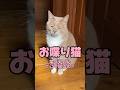 【お喋り猫】茶々丸くんは今日、どこで寝る? #保護猫 #しゃべる猫 #喋る猫