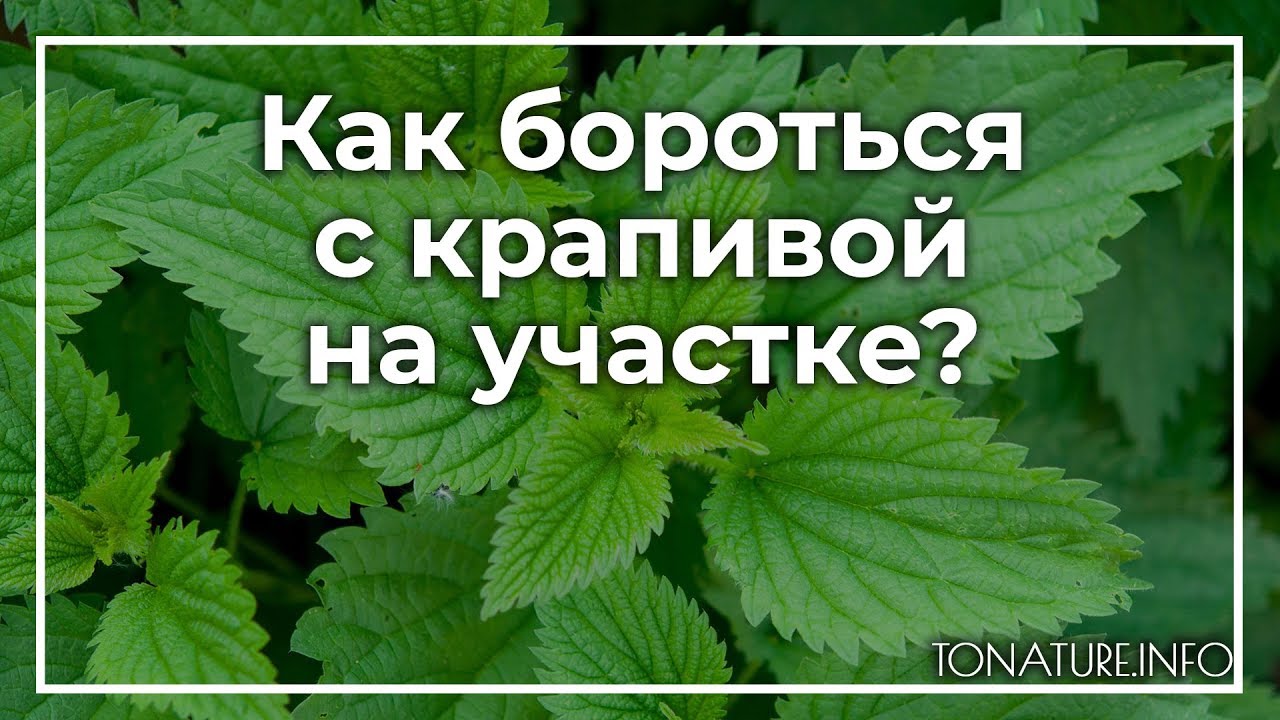 Анализ причин возникновения раздражения на приусадебном участке