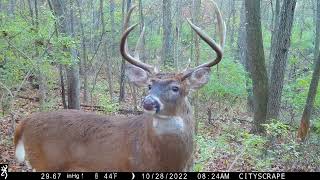 Browning Trail Cameras - Giant 8 Point Buck