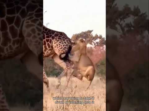 اللبؤة تعضعض سبلة الزرافة وتتعلق فيها وتجنفرها الزرافة جنفرة