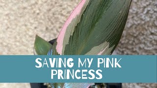 Saving My Philodendron Pink Princess!!