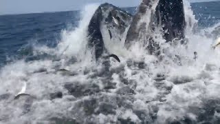 wait for it... huge whale breaches right next to boat