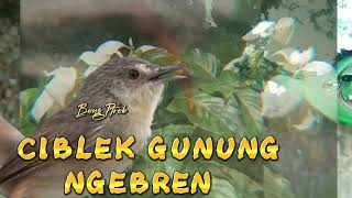Download Lagu MASTERAN BURUNG || SUARA BURUNG CIBLEK GUNUNG FULL NGEBREN‼️. MP3 Download Lagu MASTERAN BURUNG || SUARA BURUNG CIBLEK GUNUNG FULL NGEBREN‼️. MP3