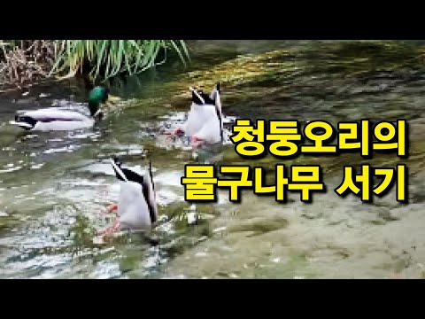 청계천의 멋진 <strong>만추</strong>(晩秋)! 감옥 간 이명박을 생각하니 미안하다