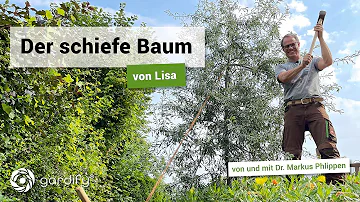 Wie bekomme ich einen schiefen Baum wieder gerade?