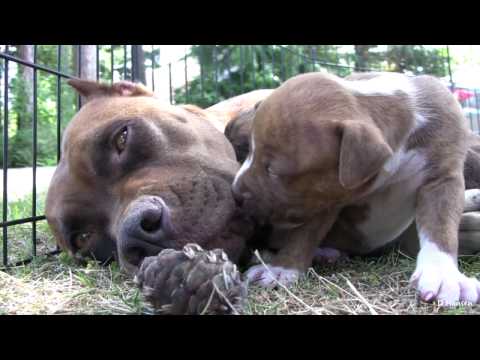 Pit Bull Growls and Snaps at Her Puppies! (in HD)