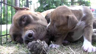 Pit Bull Growls and Snaps at Her Puppies! (in HD)