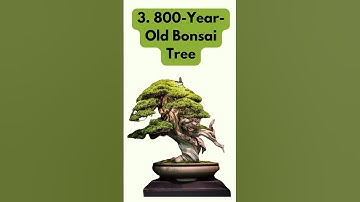 5 Most Expensive Houseplant in the World
