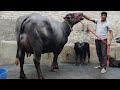 👍युवा पशु पालक की शानदार 20 किलोग्राम दूध देने वाली,2nd Lactation Beautiful Murrah Buffalo
