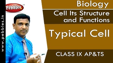 Typical Cell : Cell Its Structure and Functions | Biology | Class 9