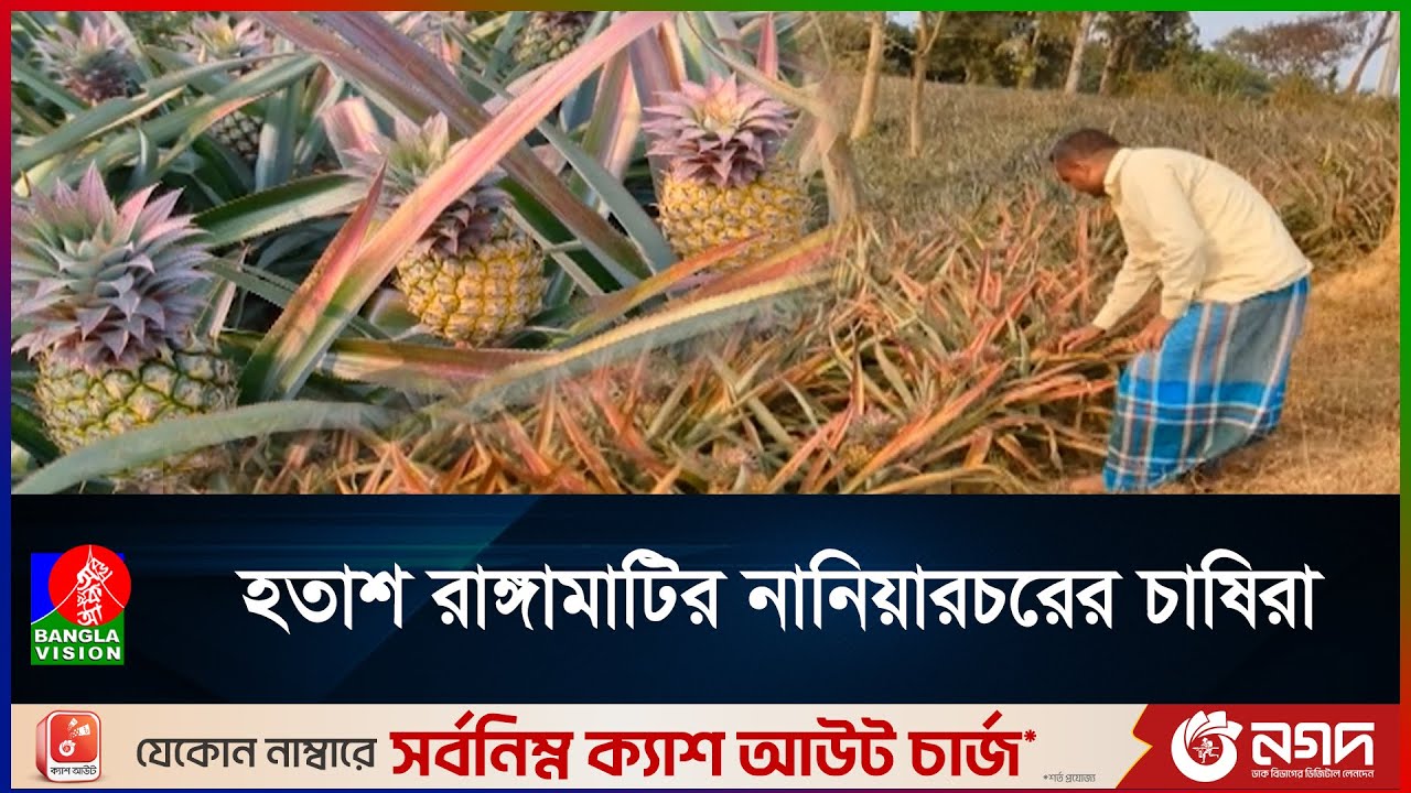 ব্যাপক ফলন হানি কুইন জাতের আনারসের, কমেছে দাম | RANGAMATI | PINEAPPLE