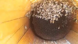 تقوية النحل الضعيف في يوم واحد شاهد الفيديو لتستفيد Strengthen the weak bees in one day watch