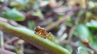 HUGE MULTI-SPECIES VIVARIUM UPDATE | Myrmica Ruginodis | Update 19