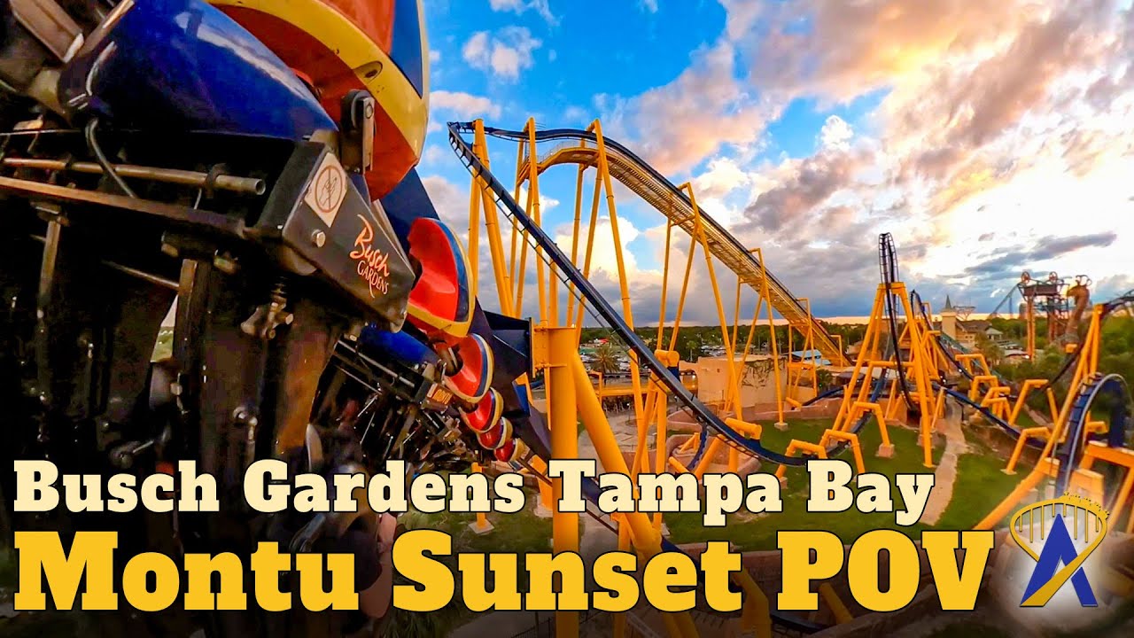 Montu Roller Coaster POV at Busch Gardens Tampa