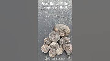 Fossil Hunter Finds Huge Ammonite Haul #fossils #jurassic #fossilhunting #shorts