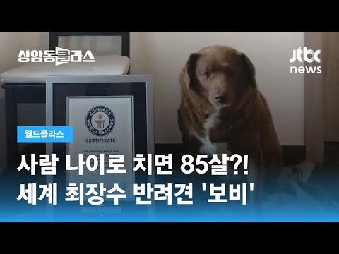 올해 31살…세계 최장수 반려견 '보비'의 장수 비결은? / JTBC 상암동 클라스