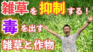 【アレロパシー】周囲の植物を枯らす！？化学物質を出す植物たちの謎に迫る！