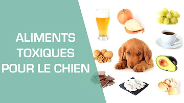 Quel quantité de riz pour un chien ?