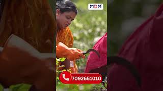 "Mini Weeder Machine Work | Modern Agriculture Tool #Shorts"