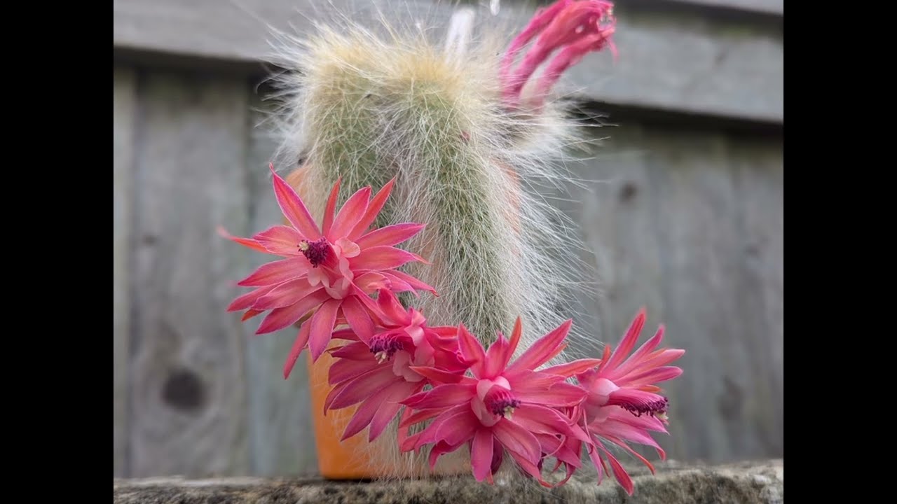 Moje mapie/ kocie ogony 2024-Cleistocactus Colademononis/ Hildewintera  colademononis