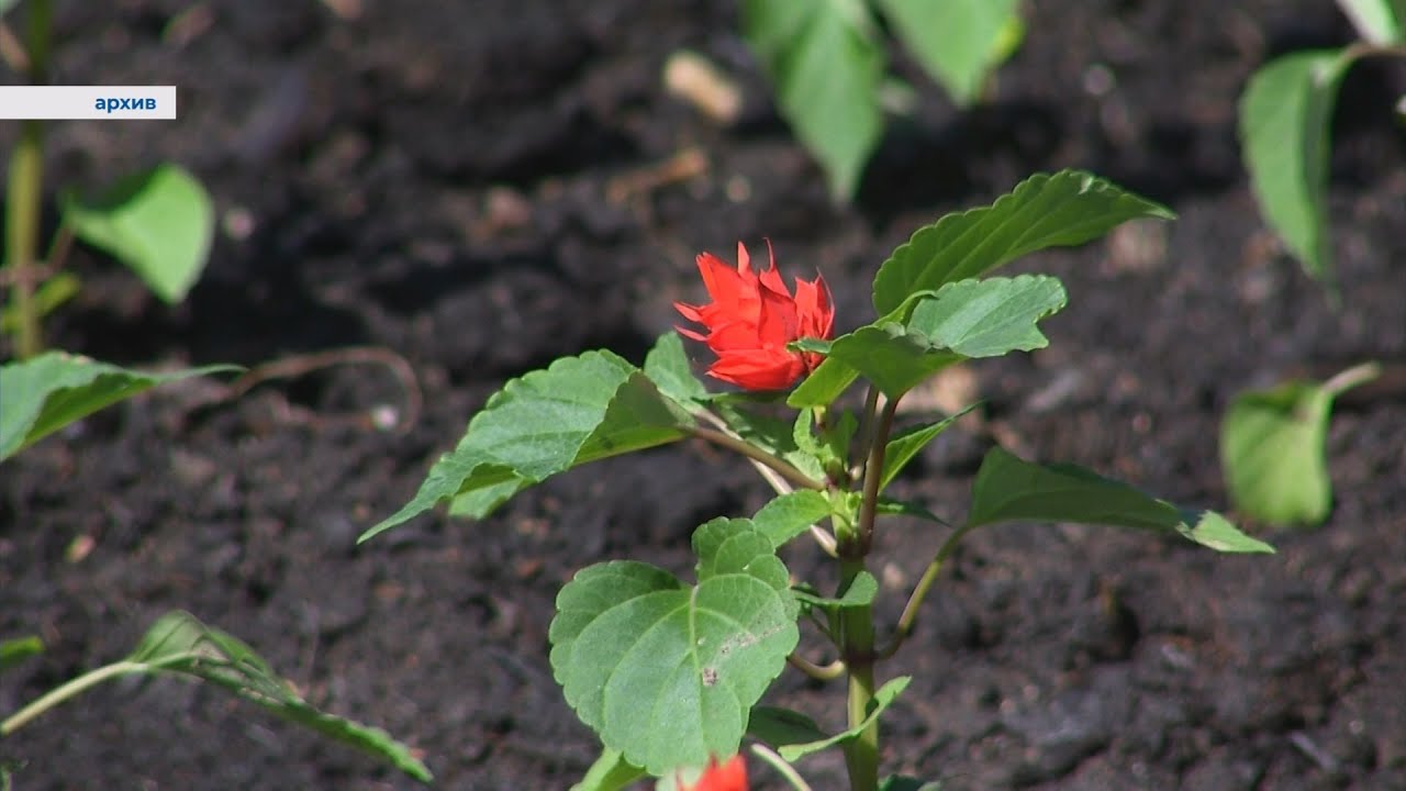 Не успели посадить - уже выкопали... #серовтв #серов