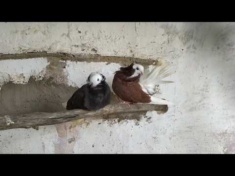 Vídeo: Como Criar Pombos