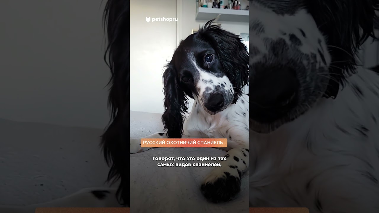8 видов спаниелей за 1 минуту 🐶  #породысобак
