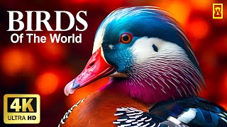 BIRDS OF THE WORLD 4K - Scenic Wildlife Film With Calming Music