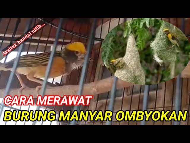 Cara merawat manyar dari ombyokan ll Perawatan manyar bahan cepat bunyi class=