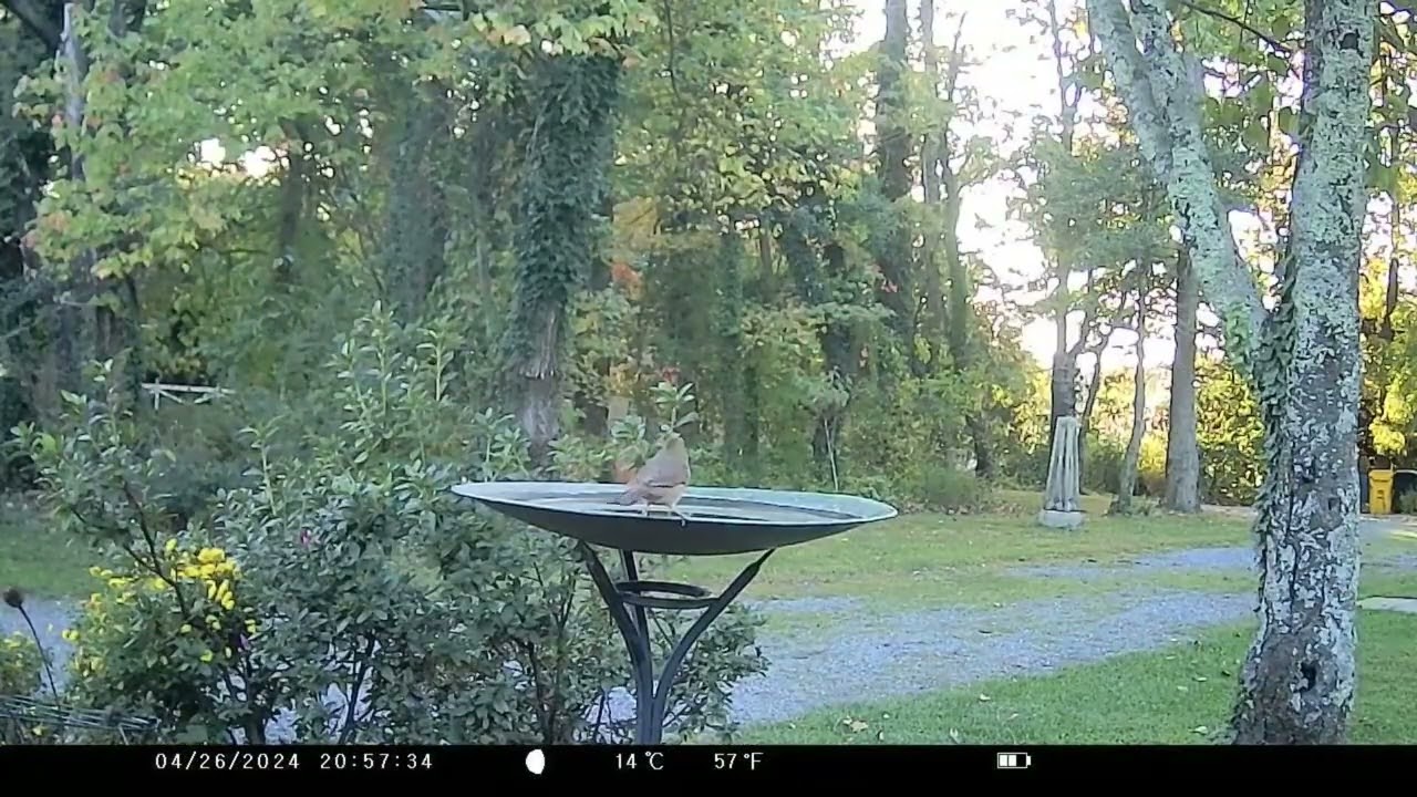 Copper Birdbath Video