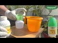 How to use katyayani 3 in 1 insecticide  insecticide  organic farming  insecticide insect