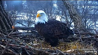 Decorah Eagles- An Active Morning On The Nest- DM2 Goes Fishing