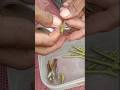 menyiapkan entres untuk di grafting #farmingtips #grafting #agriculure