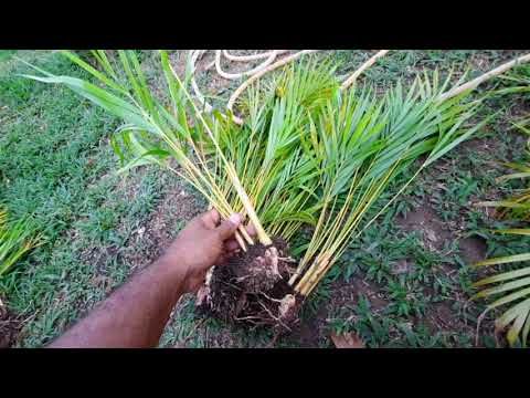 Video: Penjagaan Palma Daun Merah: Cara Menanam Pokok Palma Daun Merah