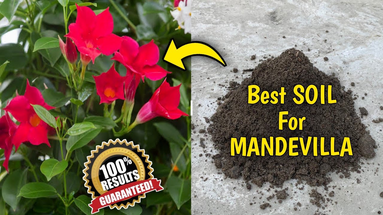 How To Grow Mandevilla Plants In Pots (IN HINDI) Mandevilla Plant Care