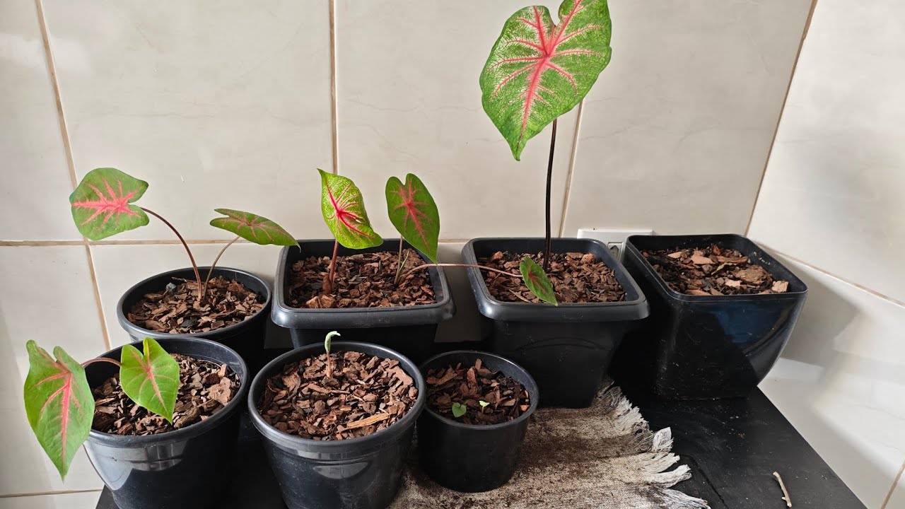 Caladiums de Vovó e bate papo sobre alocasias também