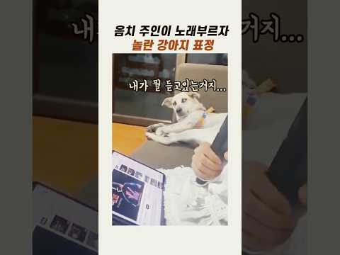 음치 주인 노래듣는 강아지 표정 #웃긴강아지 #댕댕이 #강아지표정 thumbnail