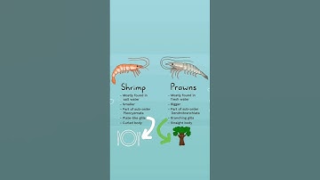 difference between shrimp and prawn #jrf_fisheries #icarfisheries #fisheries #fisheriesscience