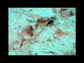Hurghada Diving الغوص في الغردقة