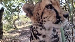 Meet the Cheetahs